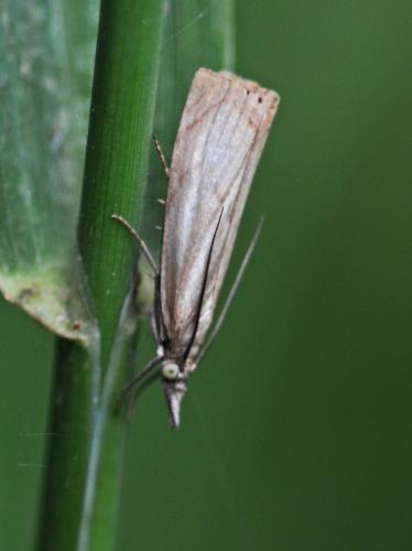 Réf. 245 272 : Chrysoteuchia culmella